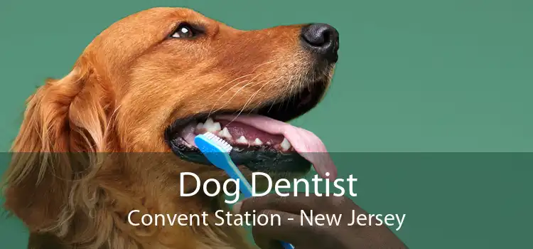Dog Dentist Convent Station - New Jersey