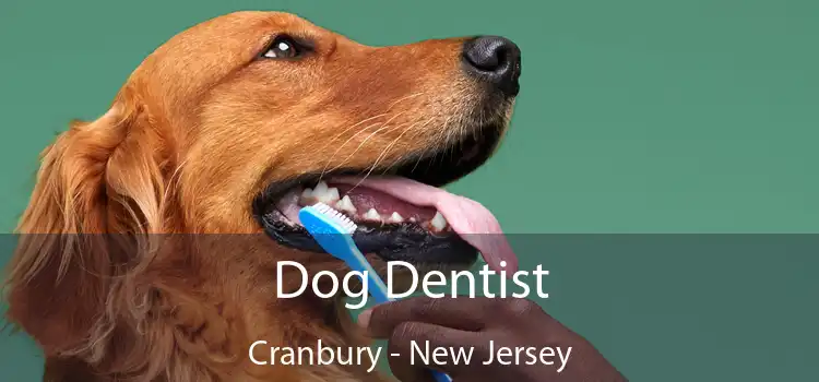 Dog Dentist Cranbury - New Jersey