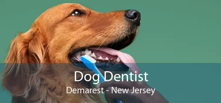 Dog Dentist Demarest - New Jersey