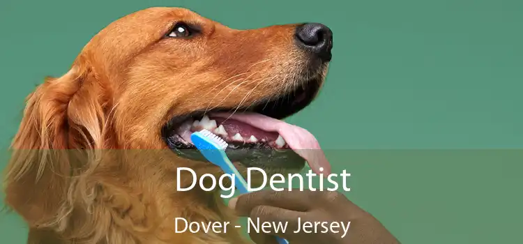 Dog Dentist Dover - New Jersey