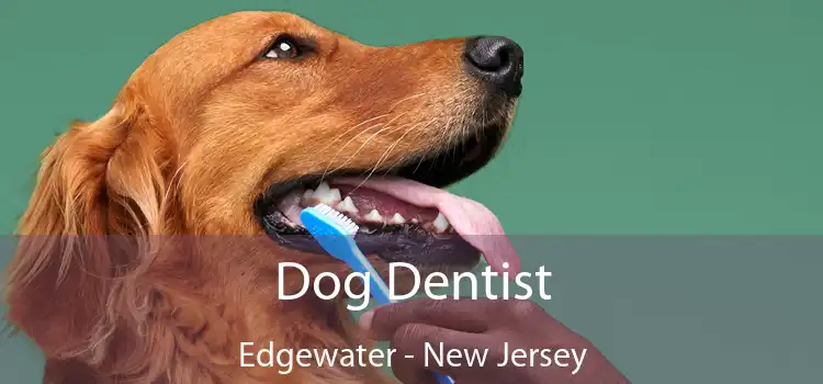 Dog Dentist Edgewater - New Jersey