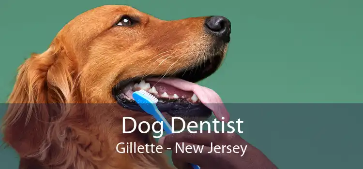 Dog Dentist Gillette - New Jersey