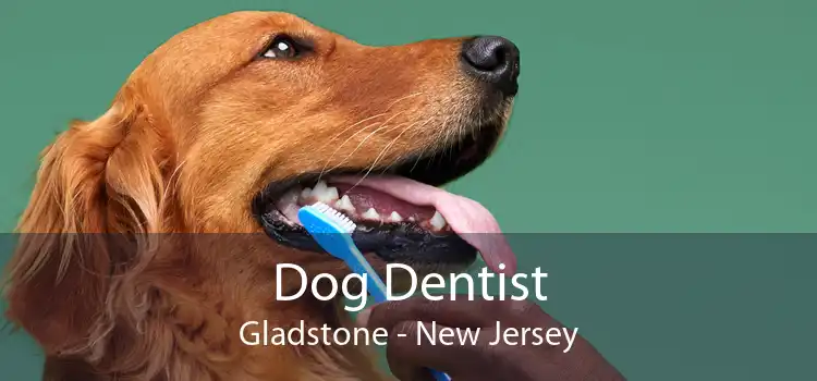 Dog Dentist Gladstone - New Jersey
