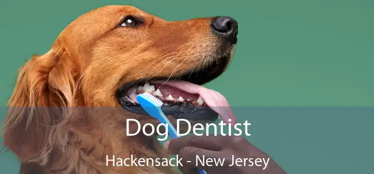 Dog Dentist Hackensack - New Jersey