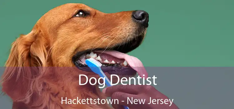 Dog Dentist Hackettstown - New Jersey