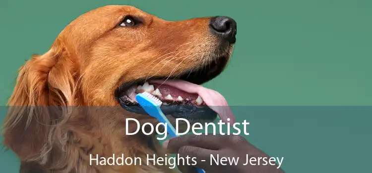 Dog Dentist Haddon Heights - New Jersey