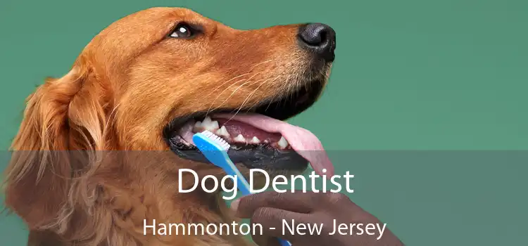 Dog Dentist Hammonton - New Jersey