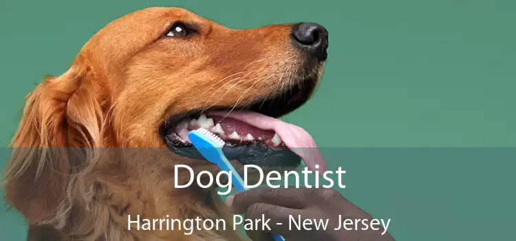 Dog Dentist Harrington Park - New Jersey