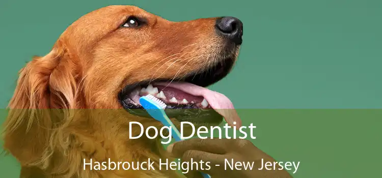 Dog Dentist Hasbrouck Heights - New Jersey