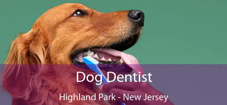 Dog Dentist Highland Park - New Jersey