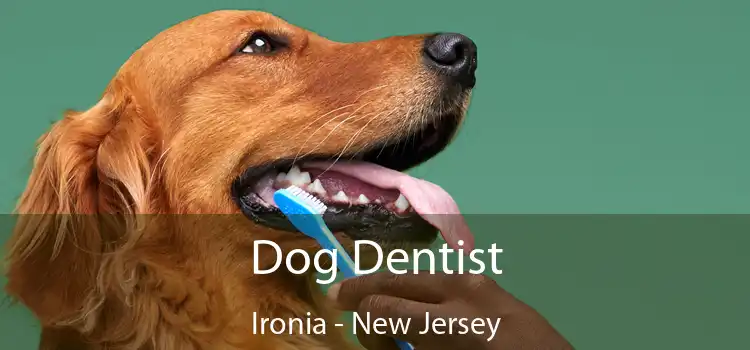 Dog Dentist Ironia - New Jersey