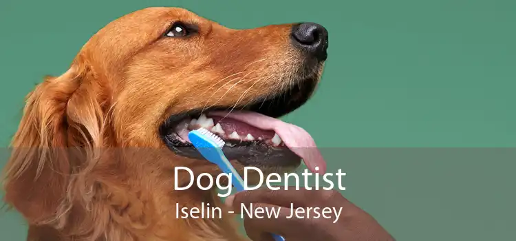 Dog Dentist Iselin - New Jersey