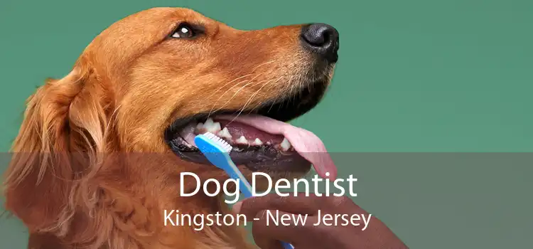 Dog Dentist Kingston - New Jersey