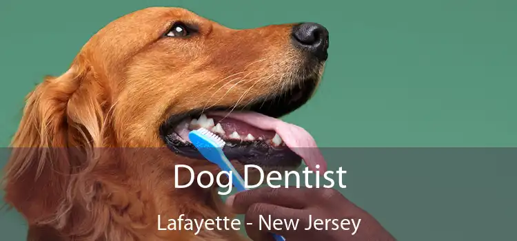 Dog Dentist Lafayette - New Jersey