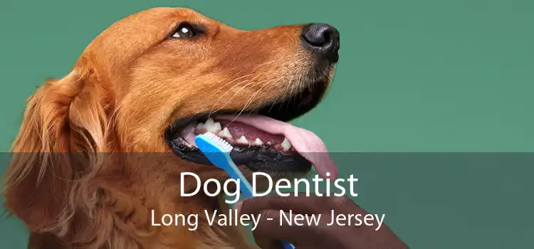 Dog Dentist Long Valley - New Jersey