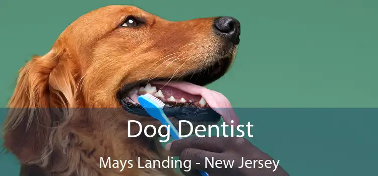 Dog Dentist Mays Landing - New Jersey