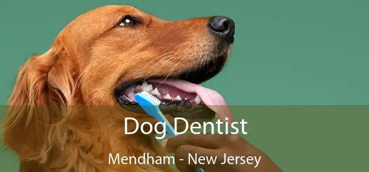 Dog Dentist Mendham - New Jersey