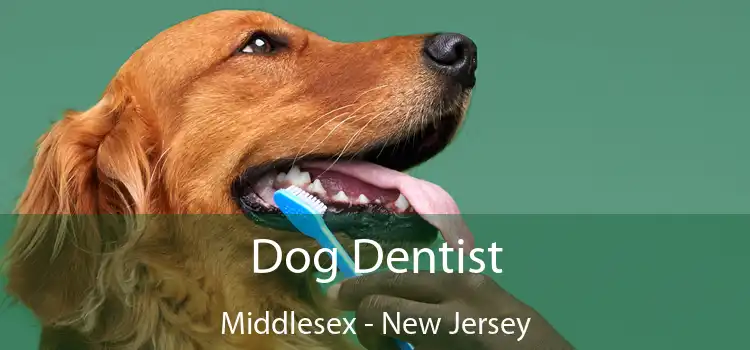 Dog Dentist Middlesex - New Jersey