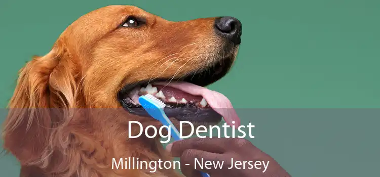 Dog Dentist Millington - New Jersey