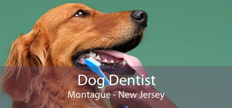 Dog Dentist Montague - New Jersey