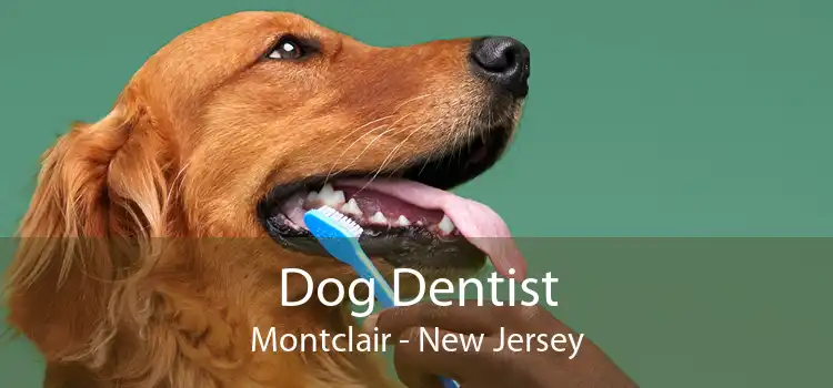 Dog Dentist Montclair - New Jersey