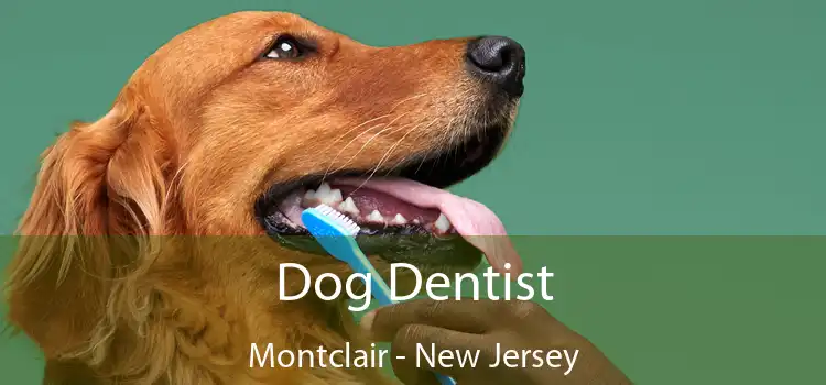 Dog Dentist Montclair - New Jersey