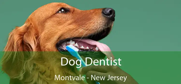 Dog Dentist Montvale - New Jersey