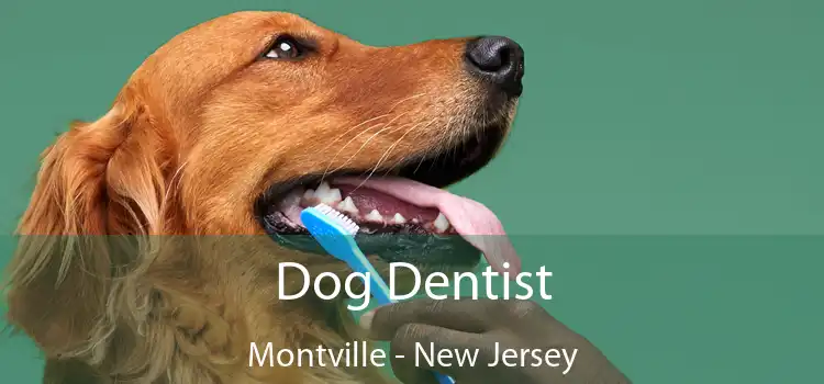 Dog Dentist Montville - New Jersey