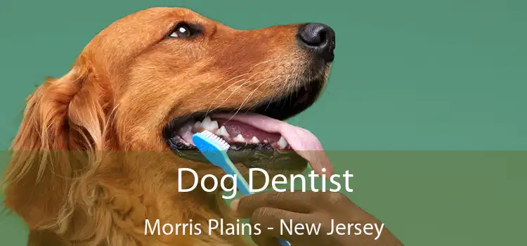 Dog Dentist Morris Plains - New Jersey