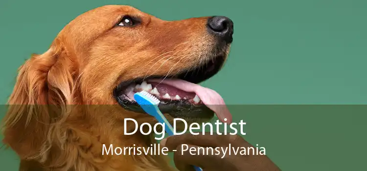 Dog Dentist Morrisville - Pennsylvania