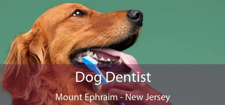 Dog Dentist Mount Ephraim - New Jersey