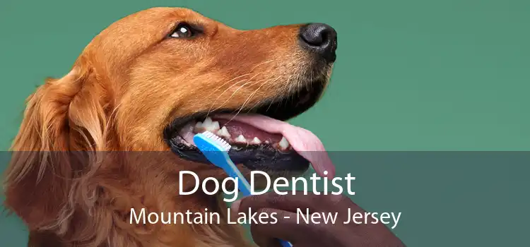 Dog Dentist Mountain Lakes - New Jersey