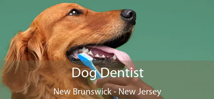 Dog Dentist New Brunswick - New Jersey