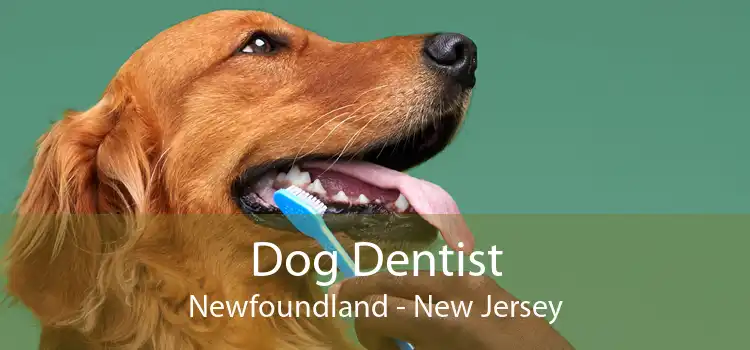 Dog Dentist Newfoundland - New Jersey