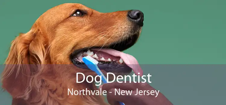 Dog Dentist Northvale - New Jersey