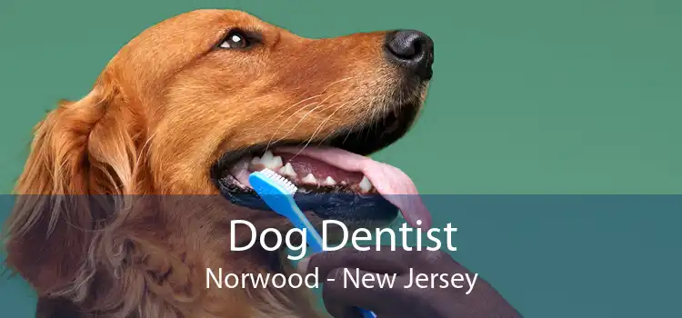 Dog Dentist Norwood - New Jersey