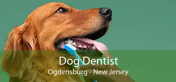 Dog Dentist Ogdensburg - New Jersey