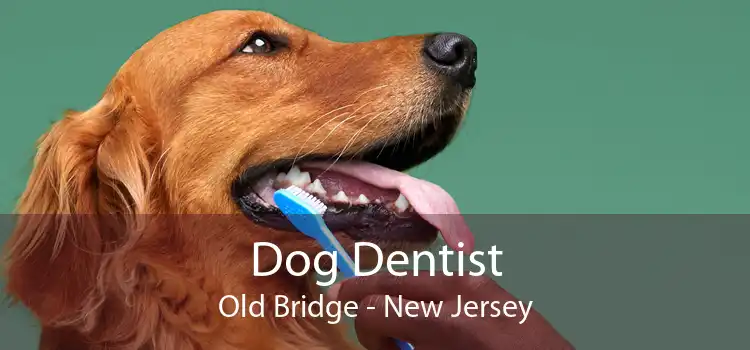 Dog Dentist Old Bridge - New Jersey