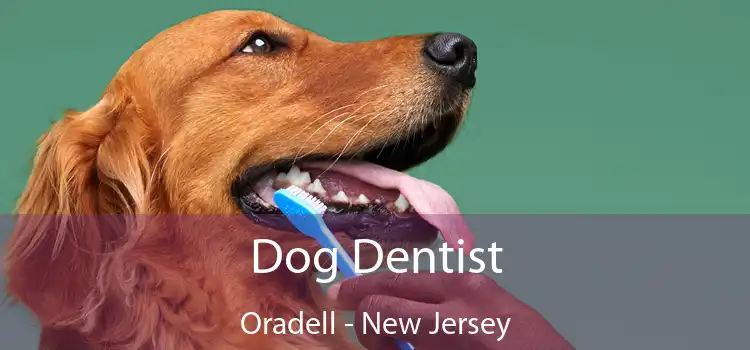 Dog Dentist Oradell - New Jersey