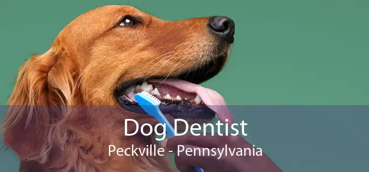 Dog Dentist Peckville - Pennsylvania