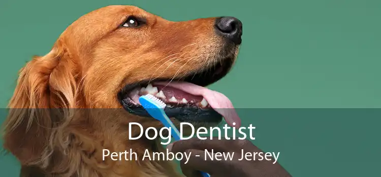 Dog Dentist Perth Amboy - New Jersey
