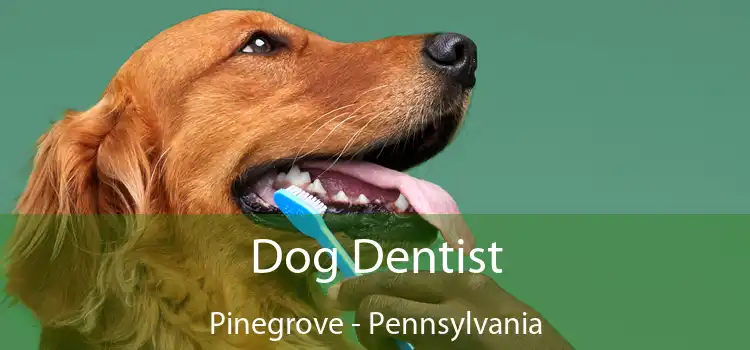 Dog Dentist Pinegrove - Pennsylvania