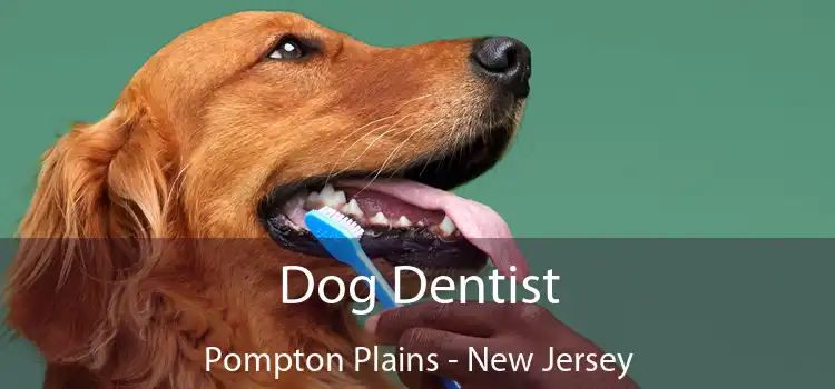 Dog Dentist Pompton Plains - New Jersey