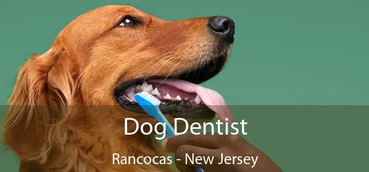 Dog Dentist Rancocas - New Jersey