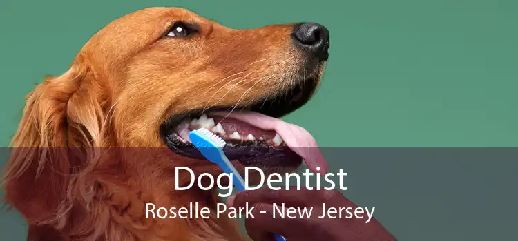 Dog Dentist Roselle Park - New Jersey