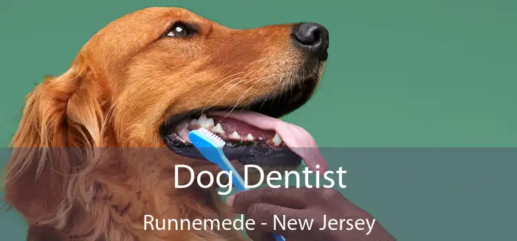 Dog Dentist Runnemede - New Jersey