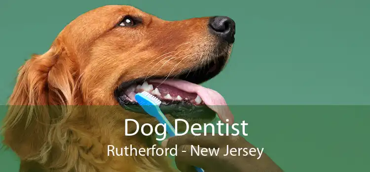 Dog Dentist Rutherford - New Jersey