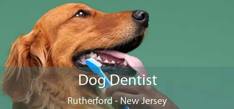 Dog Dentist Rutherford - New Jersey