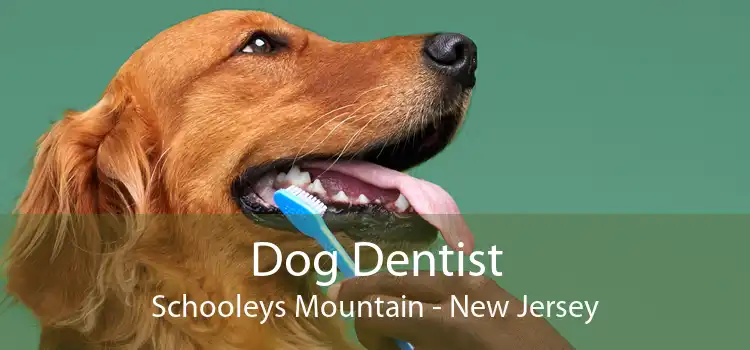 Dog Dentist Schooleys Mountain - New Jersey