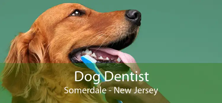 Dog Dentist Somerdale - New Jersey